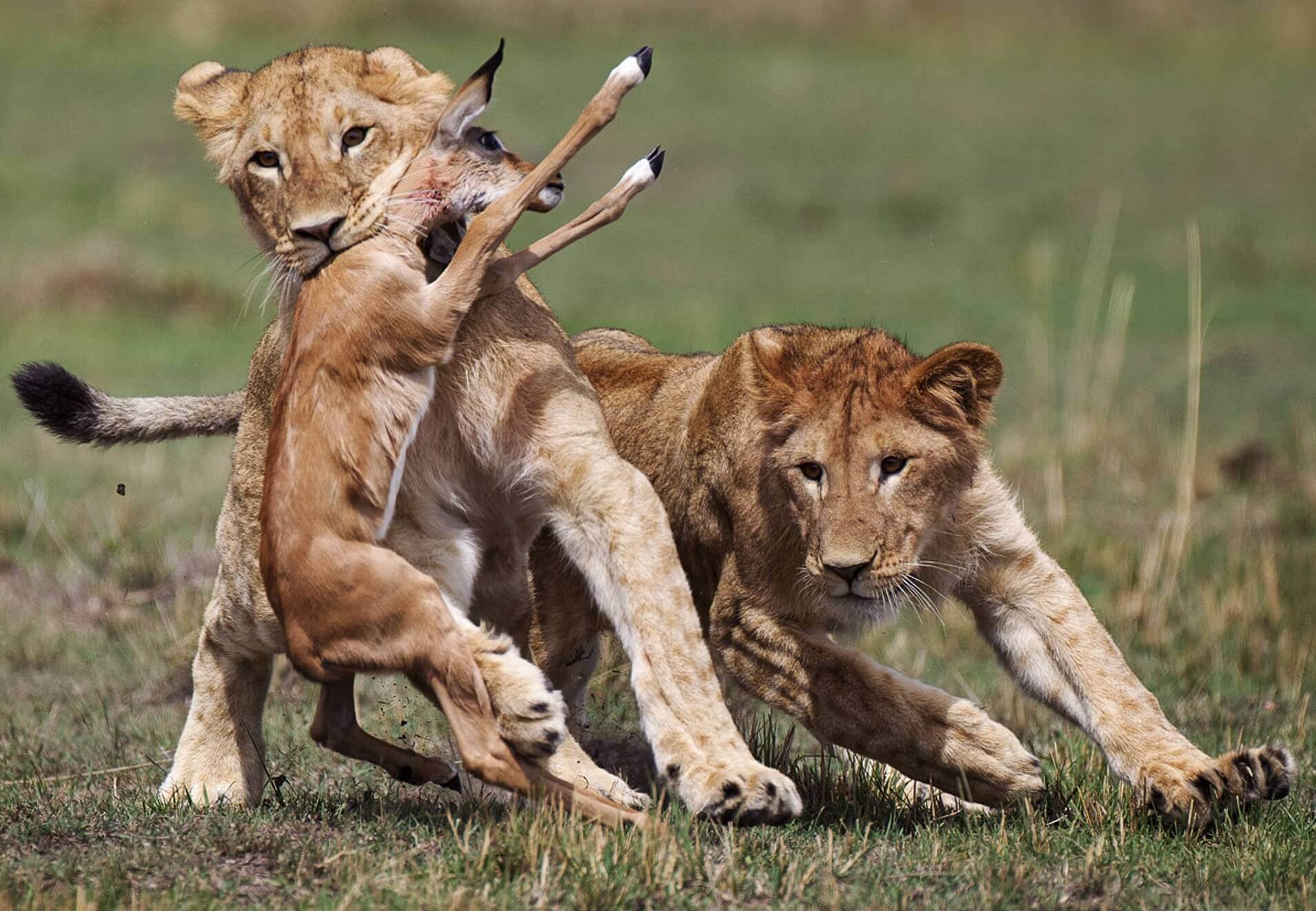 6 Days | Thrilling Kenya Safari