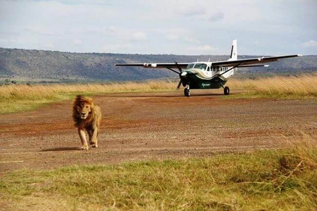 3 Days | Masai Mara Luxury Camping and Flying Safari in Kenya
