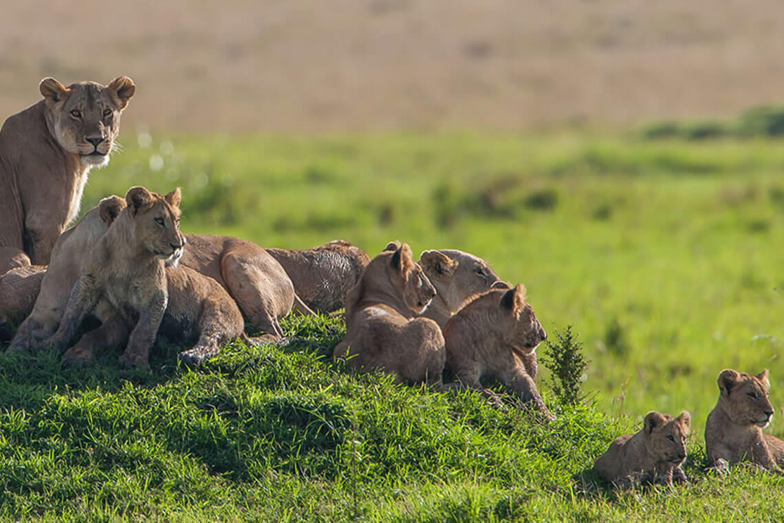 5 Days | The Maasai Land Safari