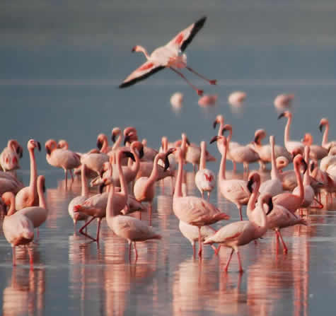 Lake Bogoria and Lake Baringo Flamingo safari