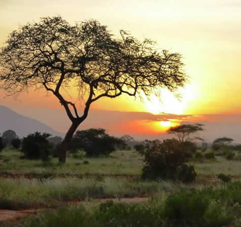 Magnificent Safari Tsavo East National Park Kenya