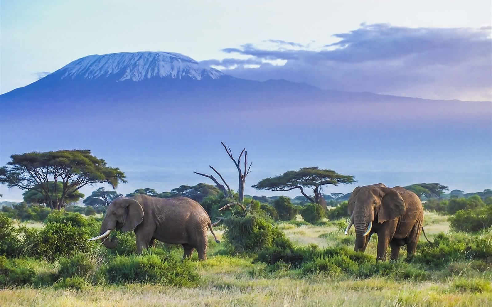 Camping Safari in Amboseli