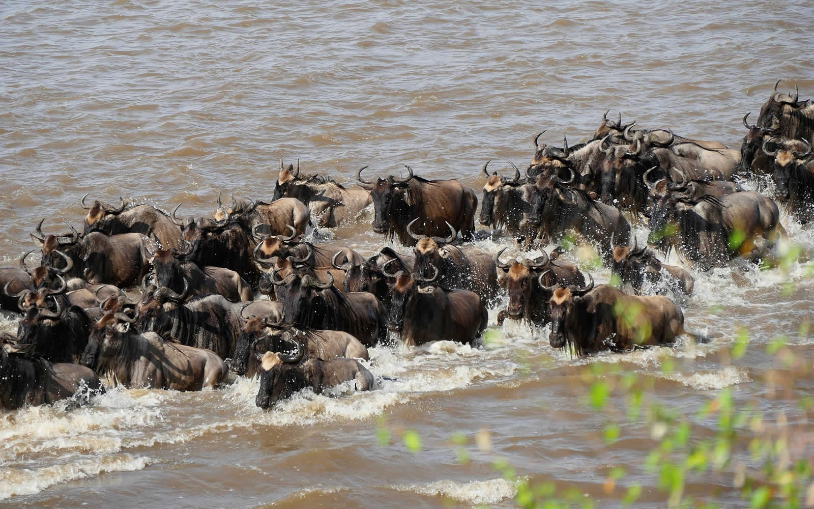 Tracks of Wildebeest