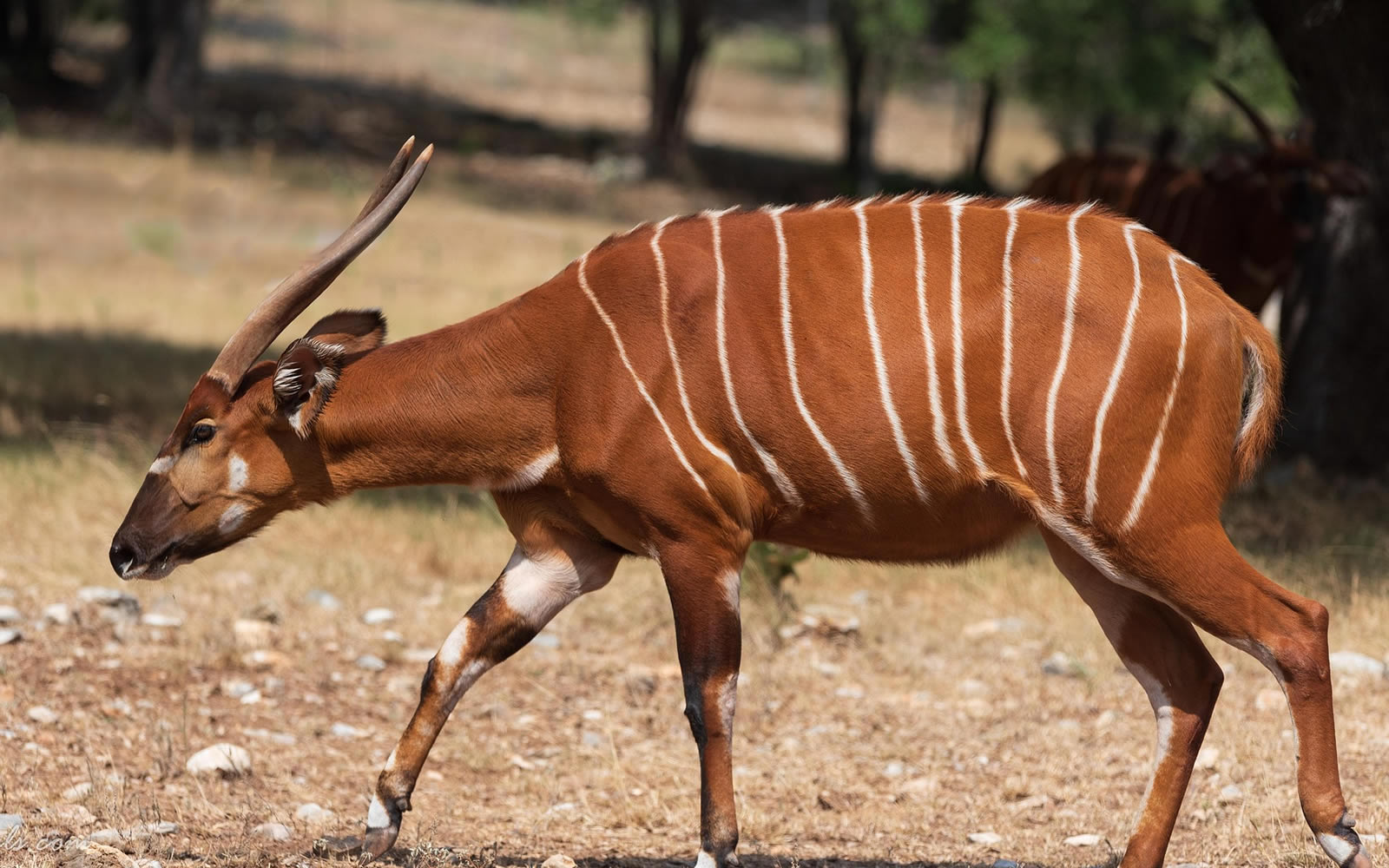 Samburu National Reserve